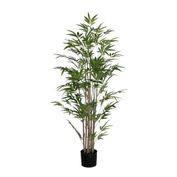 Διακοσμητικό φυτό Bamboo I...