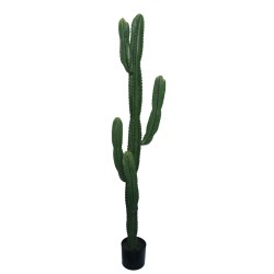 Διακοσμητικό φυτό Cactus I...