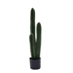 Διακοσμητικό φυτό Cactus...