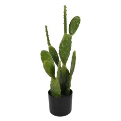 Διακοσμητικό φυτό Cactus σε...