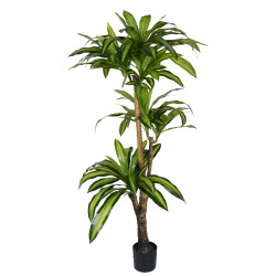 Διακοσμητικό φυτό Dracaena...