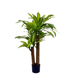 Διακοσμητικό φυτό  Dracaena...